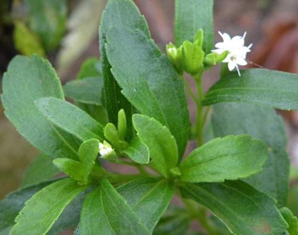Stevia Rebaudiana Seeds - Larger Packet High Germination 6000-120000 Onsaleseeds