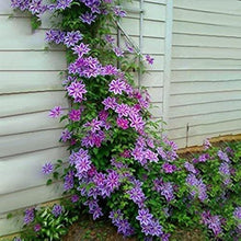 Clematis Flower Seeds Red Perennial Climbing Vines