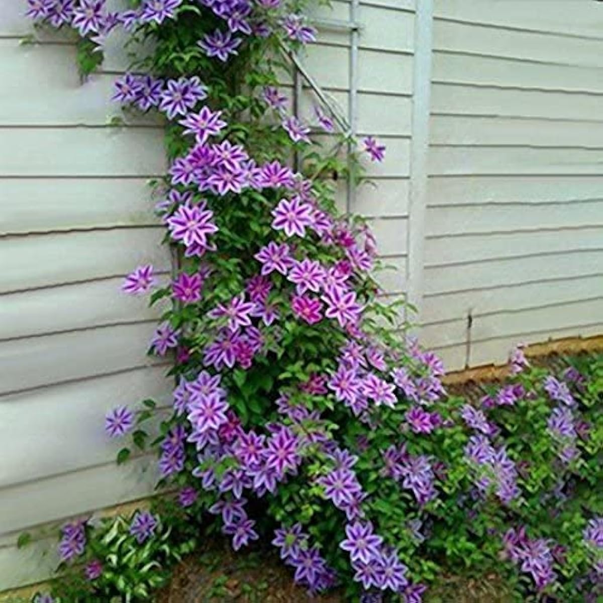 Clematis Flower Seeds – Purple Perennial Climbing Vines – Up to 50%