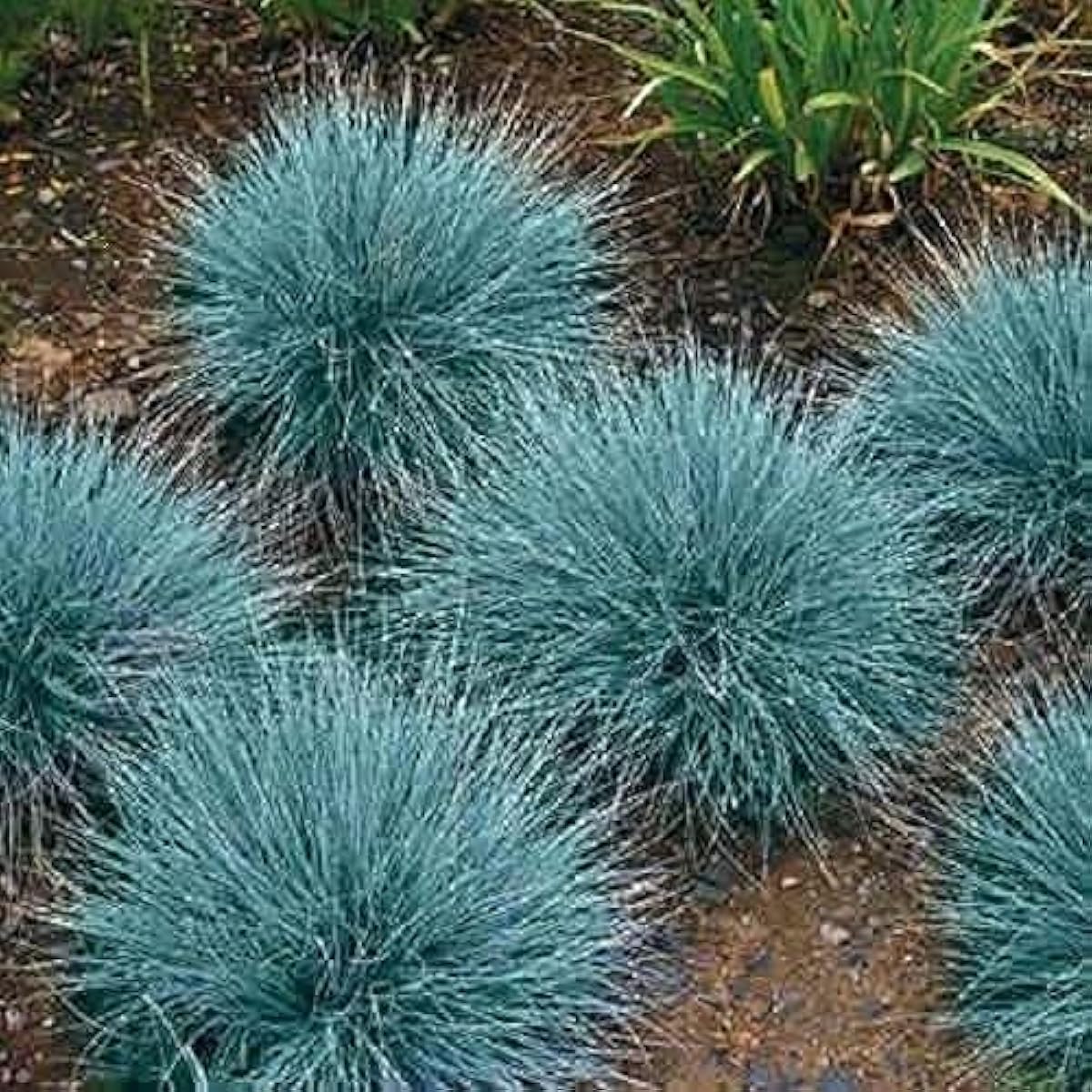Blue Fescue Grass Seeds Up to 50% Off