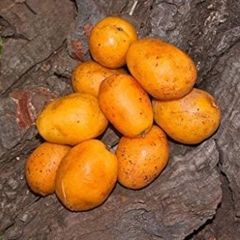 Spondias Mombin Fruit Seeds Up to 50% Off