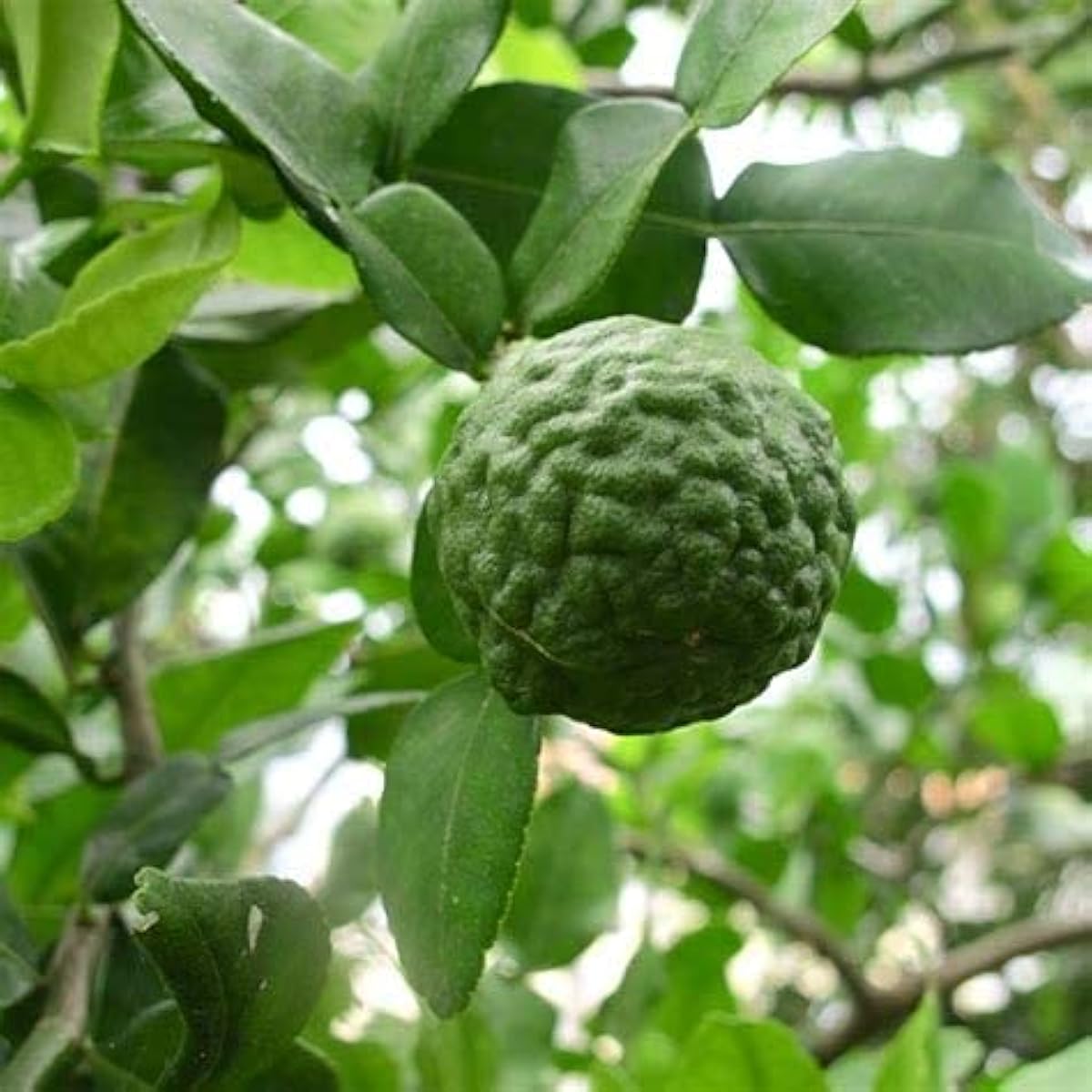 Kaffir Lime Tree Seeds Up to 50% Off