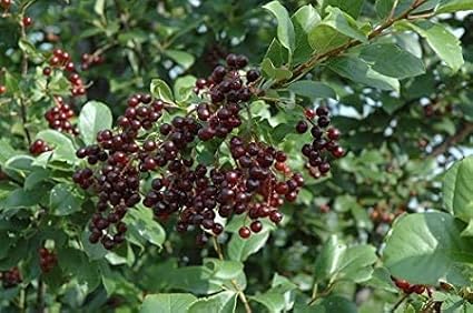 Chokecherry Tree Seeds Up to 50% Off