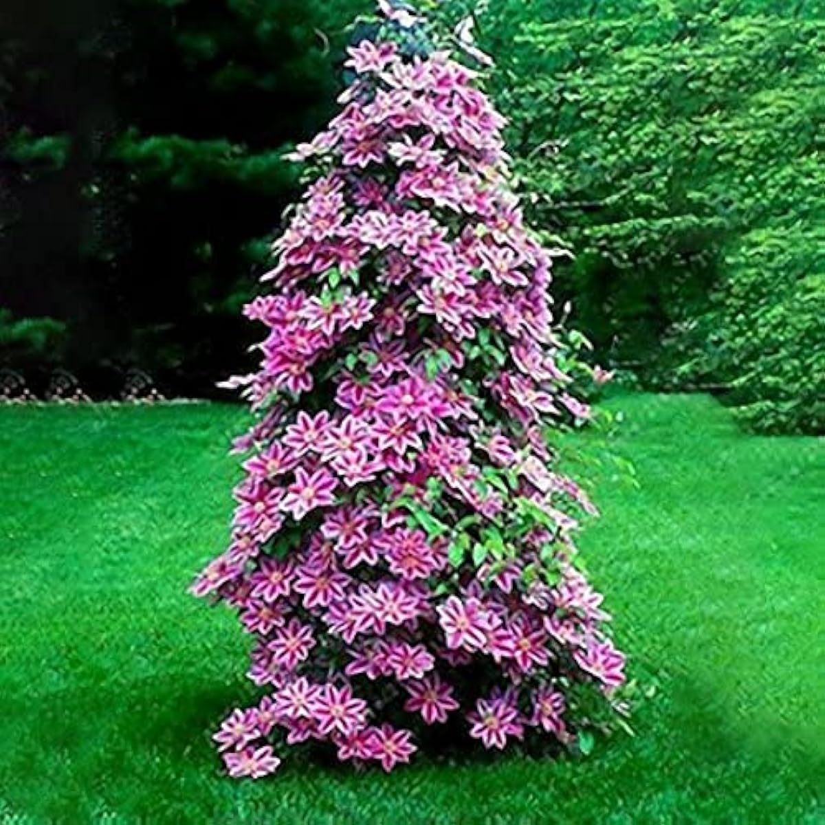 Clematis Perennial Climbing Flower Seeds – PeachPuff – Up to 50%