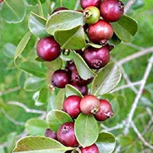 Dwarf Pineapple Guava Seeds