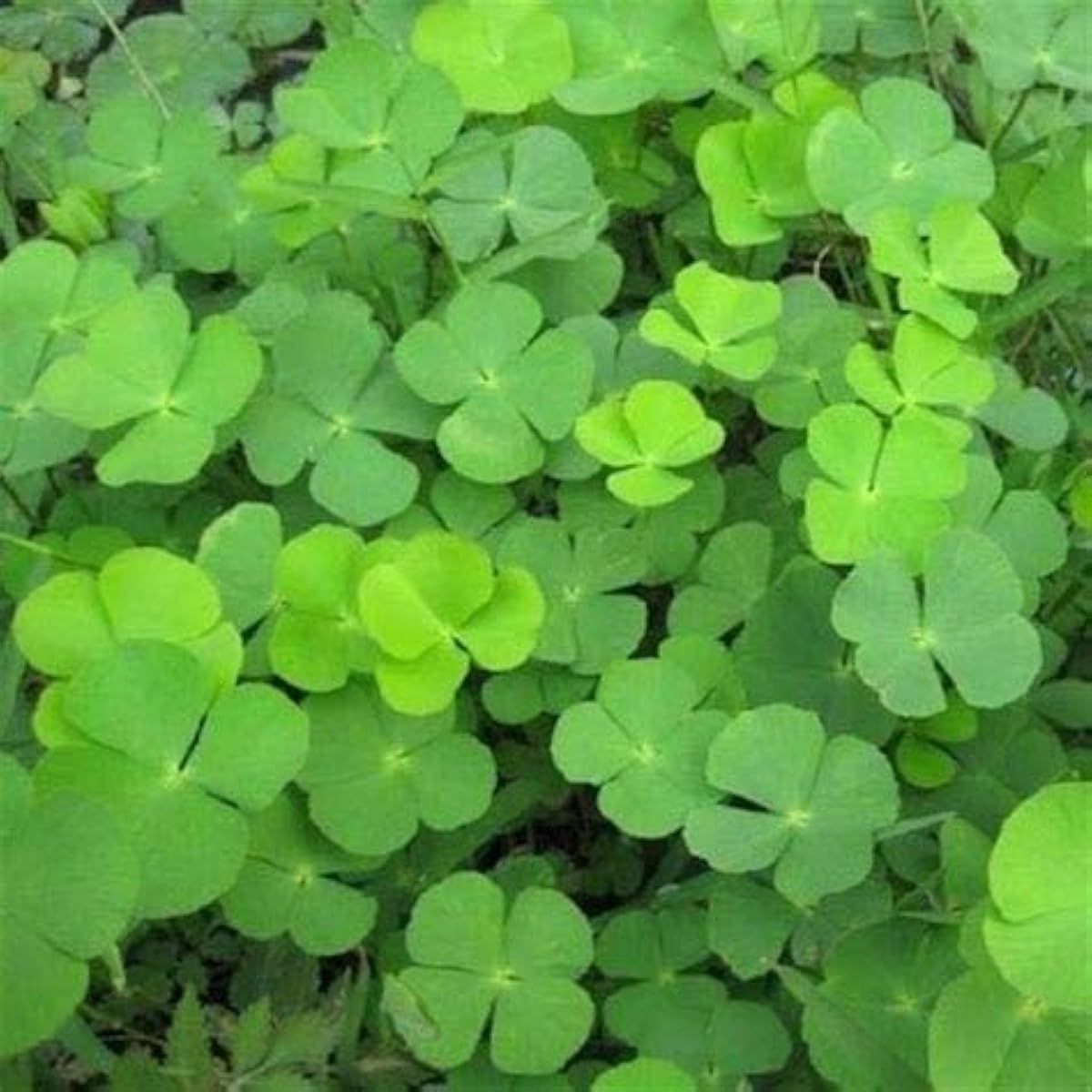 Four Leaf Clover Seeds up to 50%