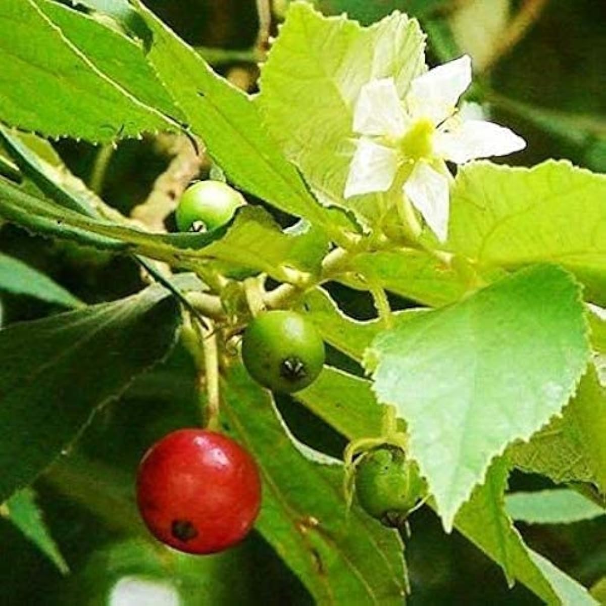 Strawberry Tree Fruit Seeds Up to 50% Off