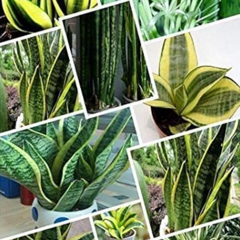 Sansevieria Plant Seeds up to 50%