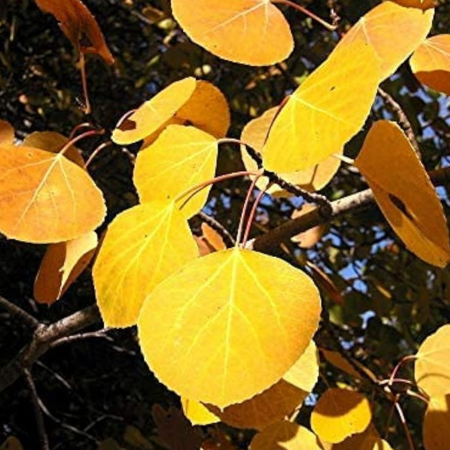 Quaking Aspen Tree Seeds Up to 50% Off