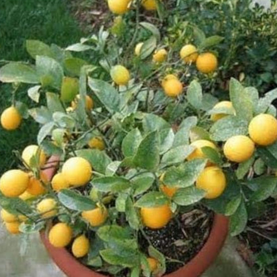Dwarf Meyer Lemon Seeds up to 50%