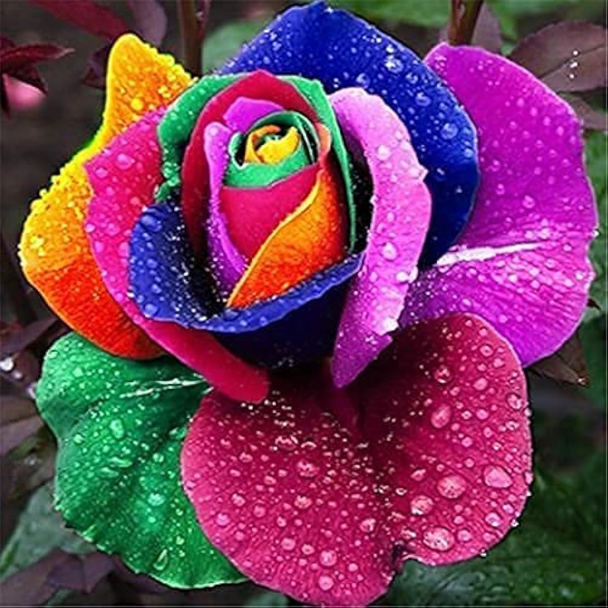 green rose plant seeds Green Rose | Rare Color Perennial Flower Seeds for Home & Garden Decor