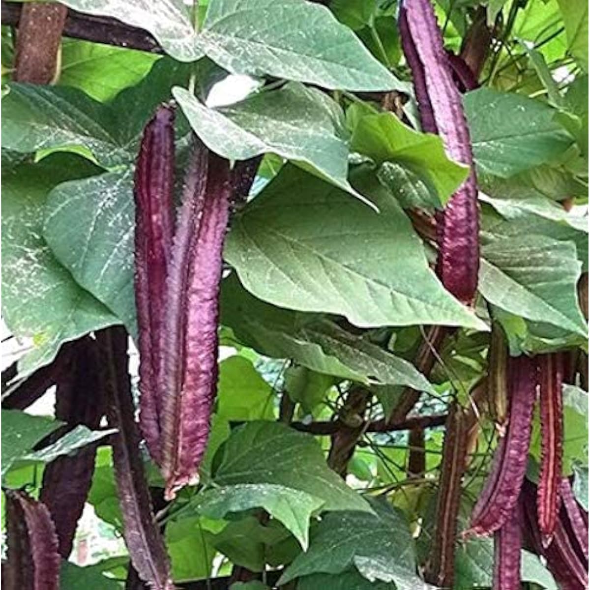 Purple Winged Bean Seeds Up to 50% Off