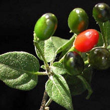 Chile Pequin Pepper Seeds
