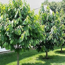 Pawpaw Tree Seeds