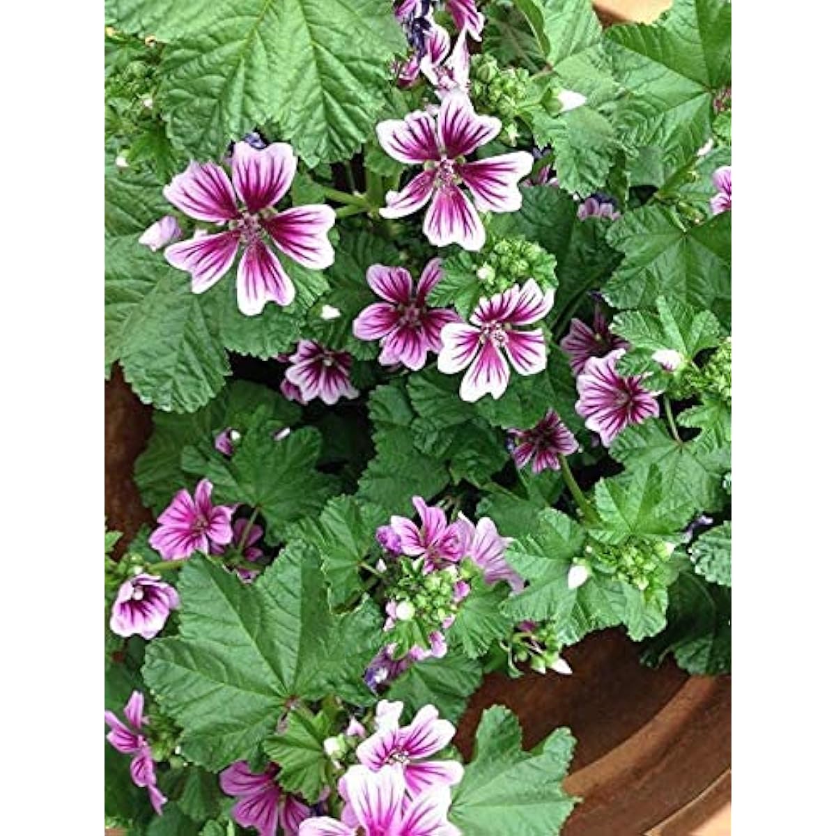 Malva sinensis Cavan Seeds up to 50% MAL01