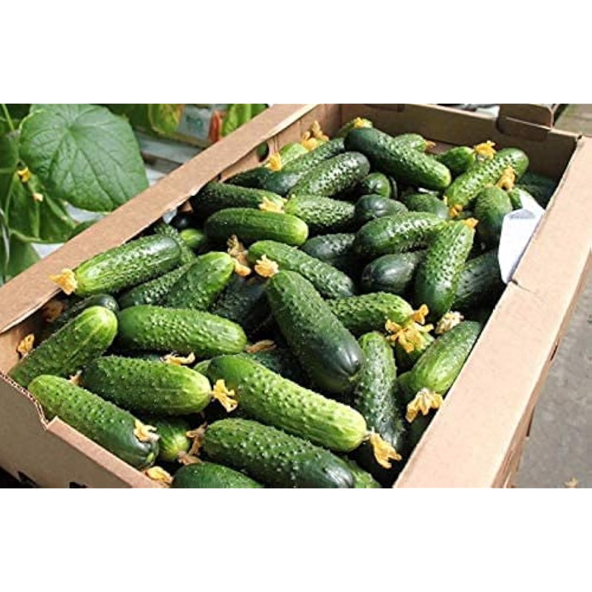 Nezhin Pickling Cucumber Seeds – Crisp Heirloom Variety – up to 50%