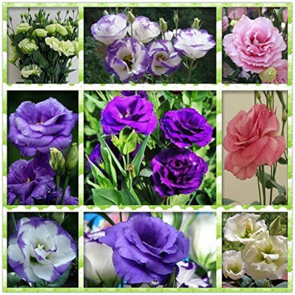 Mixed Eustoma Flower Seeds up to 50%