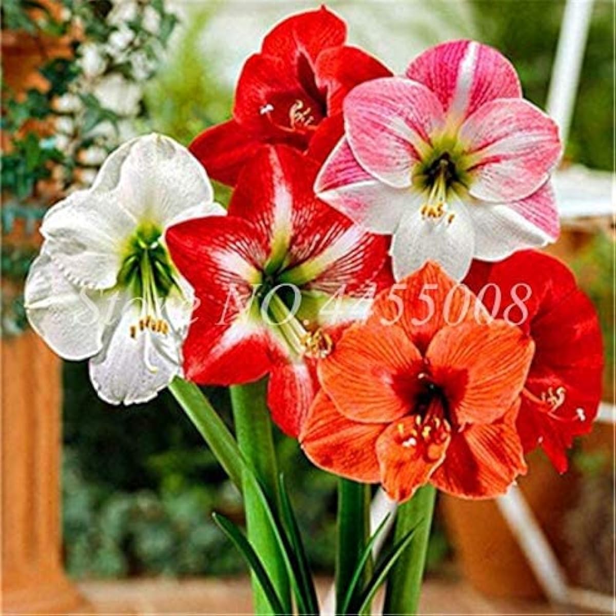 Amaryllis Flower Seeds – Mixed Colors – Up to 50%