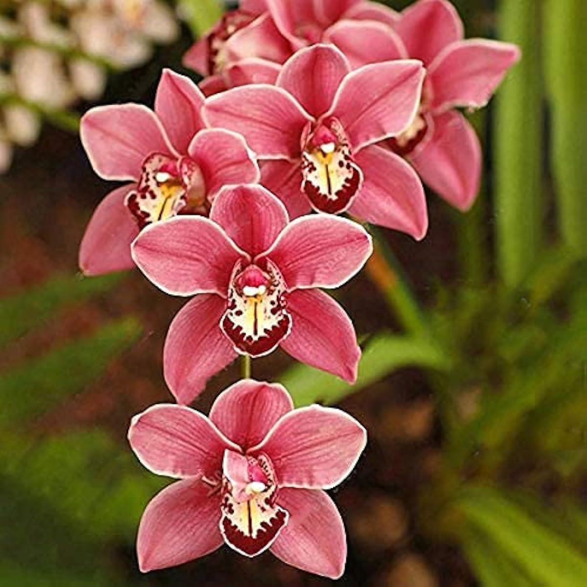Cymbidium Orchid Seeds – Elegant Butterfly Orchid Flowers for Home &amp; Garden – Up to 50%