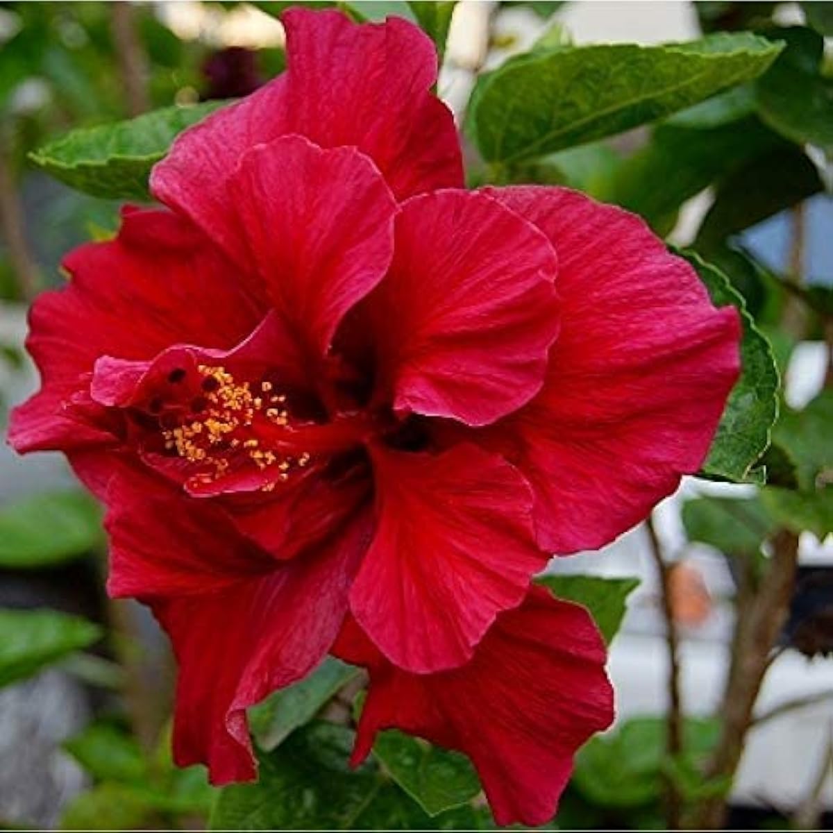 Double Red Hibiscus Seeds Up to 50% Off
