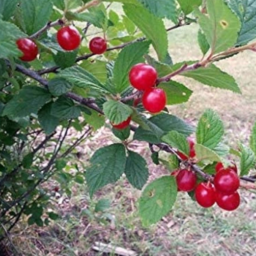 Montmorency Cherry Tree Seeds up to 50%