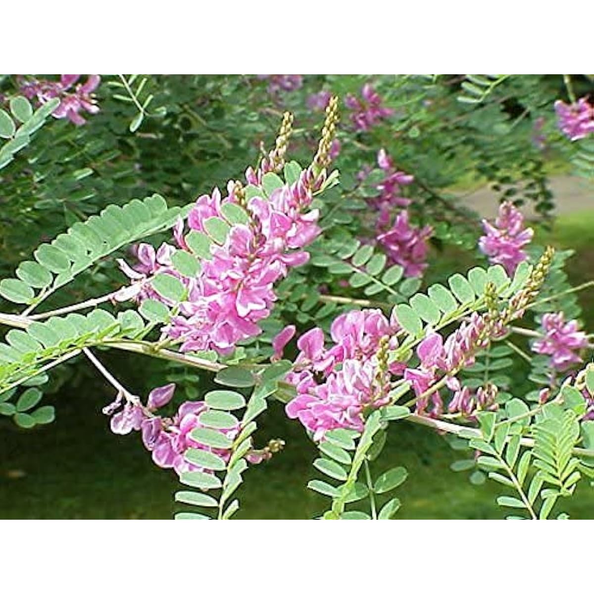 Indigofera tinctoria seeds up to 50%