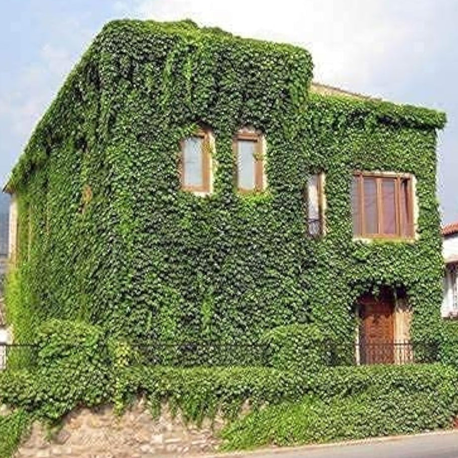 Boston Ivy Climbing Seeds Up to 50% Off