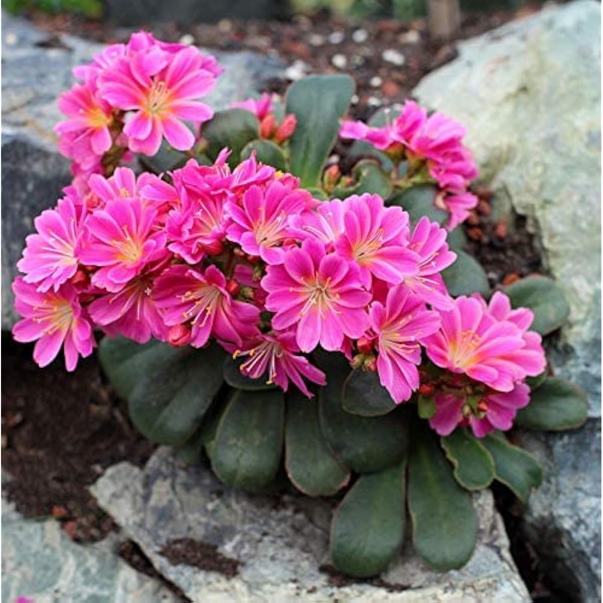 Lewisia Cotyledon Flower Seeds up to 50%