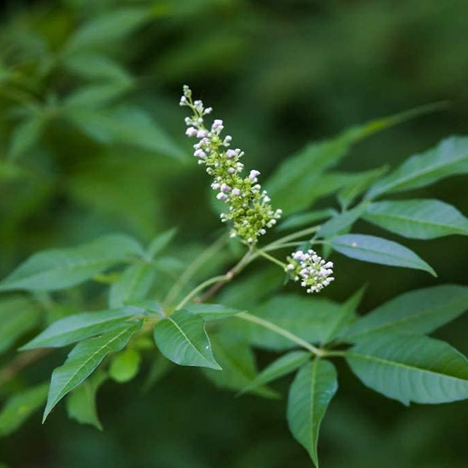 Vitex negundo Seeds Up to 50%