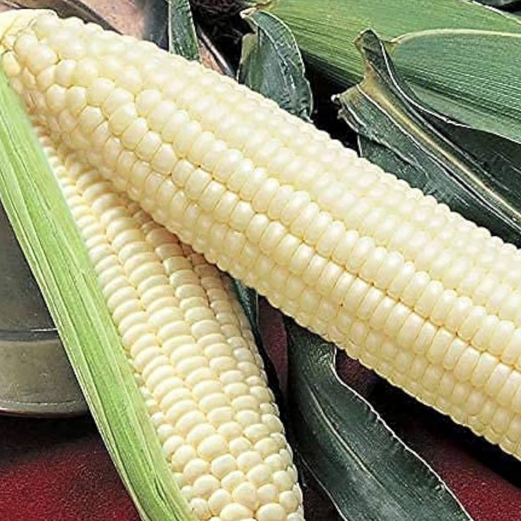 Silver Queen Hybrid Sweet Corn Seeds – Up to 50%