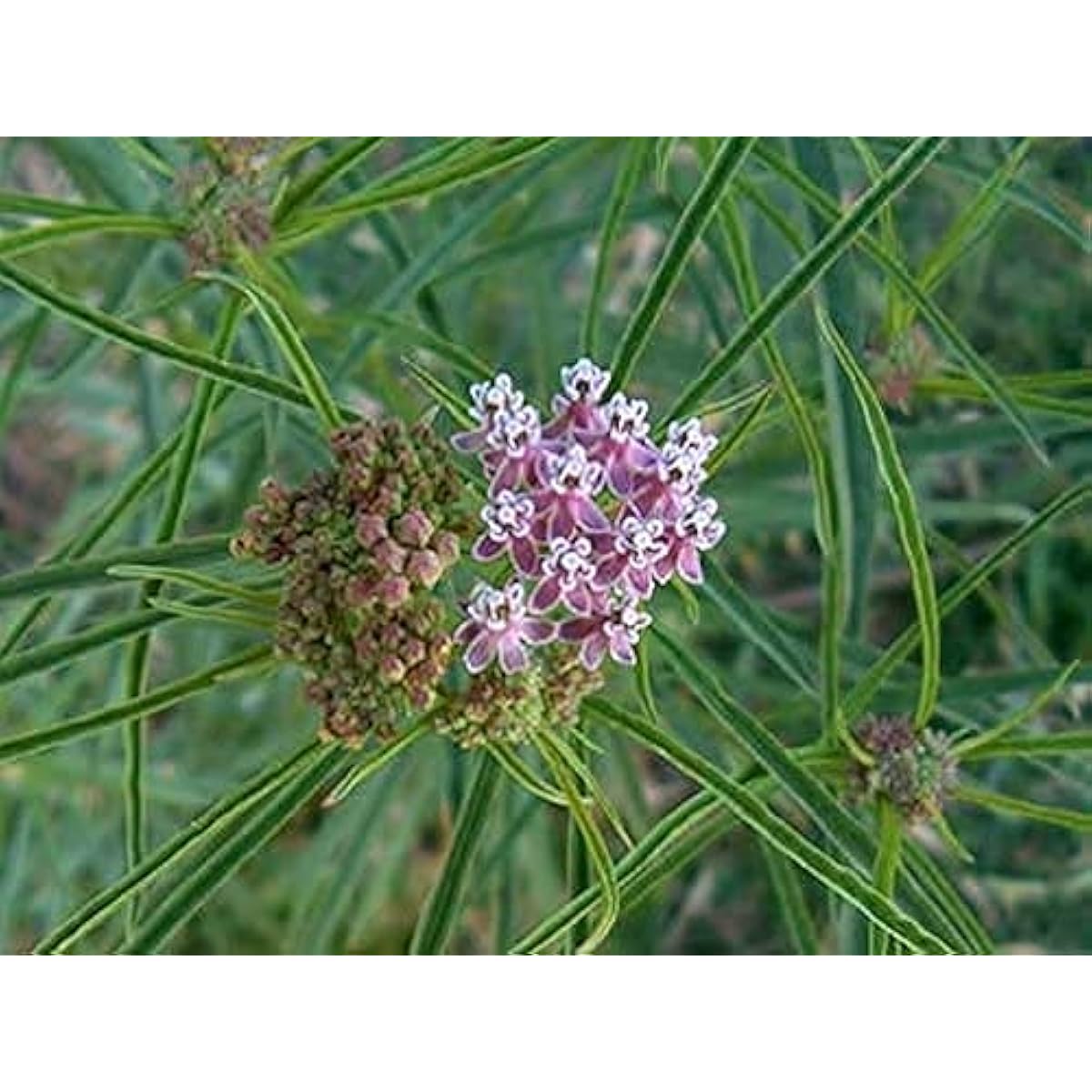 Asclepias fascicularis – Narrow Leaf Milkweed Seeds for Pollinator-Friendly Gardens up to 50%