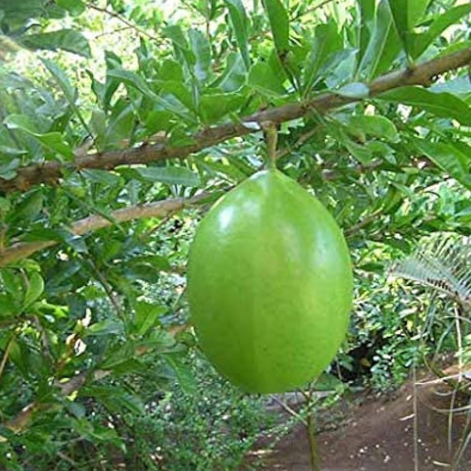 Mexican Calabash Tree Seeds (Crescentia alata) – Fast Growing Ornamental Tree – prime day up to 50%