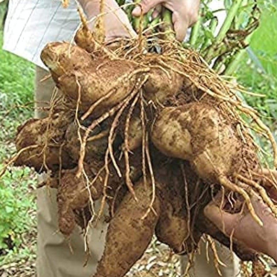 Yacon Plant Seeds Up to 50% Off