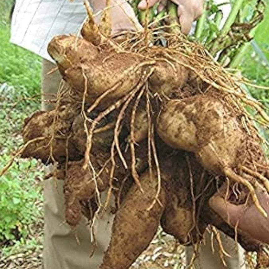 Yacon Root Vegetable Seeds Up to 50% Off