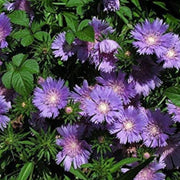 Stokes Aster Seeds