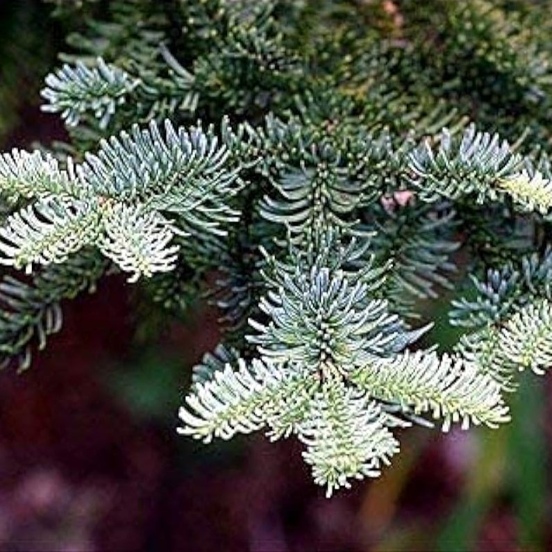 Noble Fir Tree Seeds prime day up to 50%