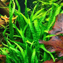 Java Fern Seeds