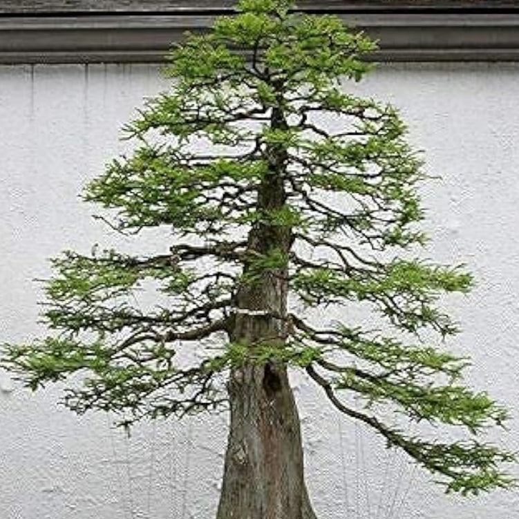 Bald Cypress Bonsai Seeds Up to 50% Off