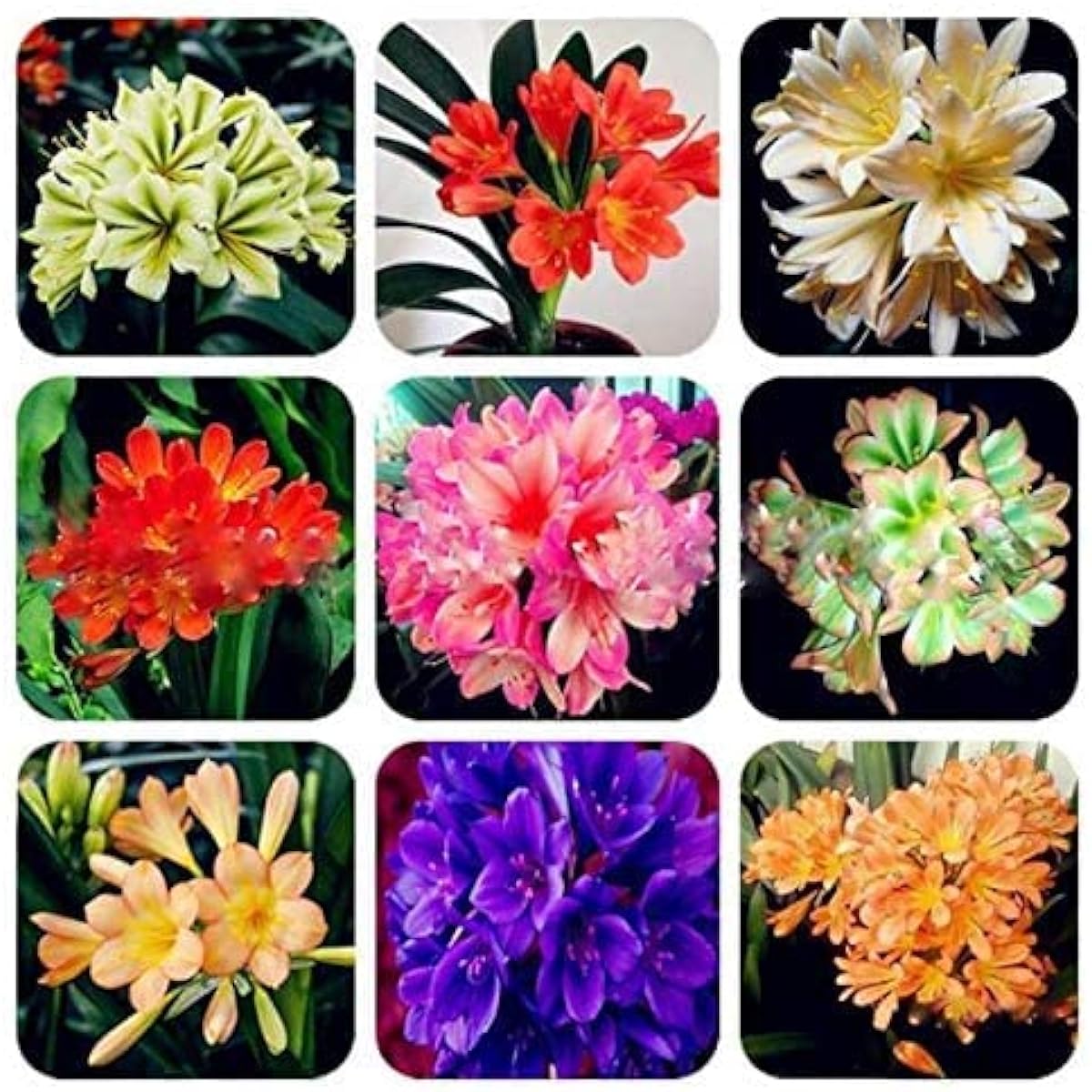 Mixed Clivia Flower Seeds prime day up to 50%