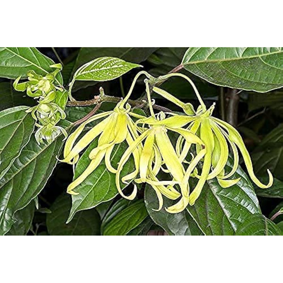 Cananga odorata | Ylang Ylang up to 50%