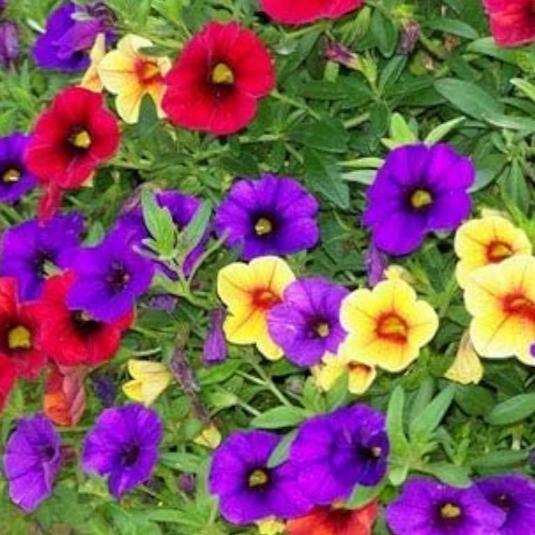 Mixed Calibrachoa Petunia Seeds up to 50%