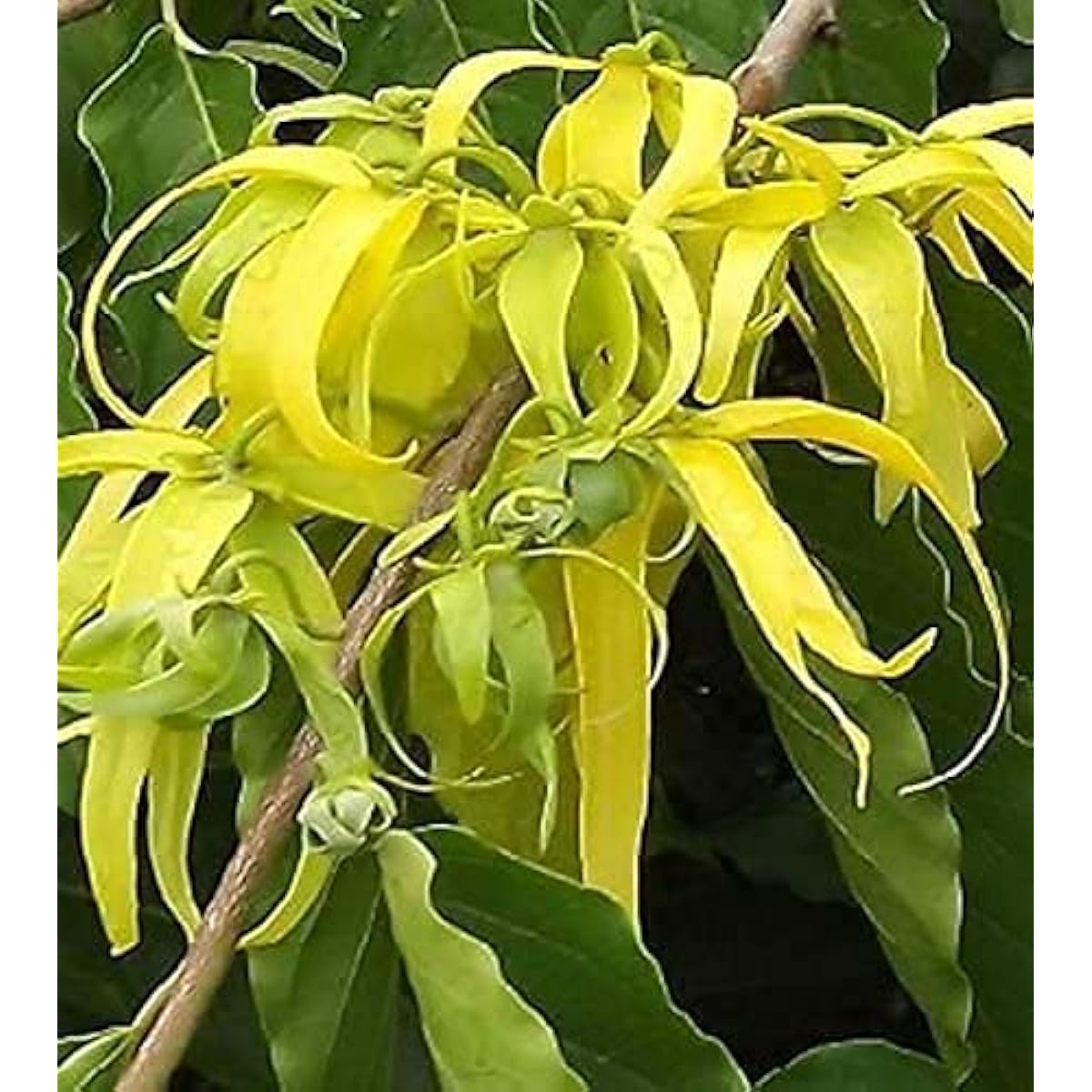 Cananga odorata | Ylang Ylang up to 50%