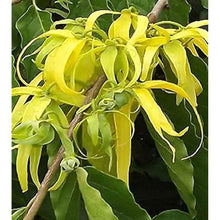 Ylang Ylang Tree Seeds