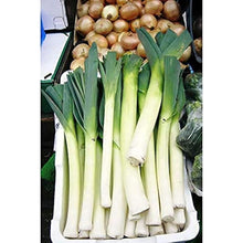 American Flag Leek Seeds