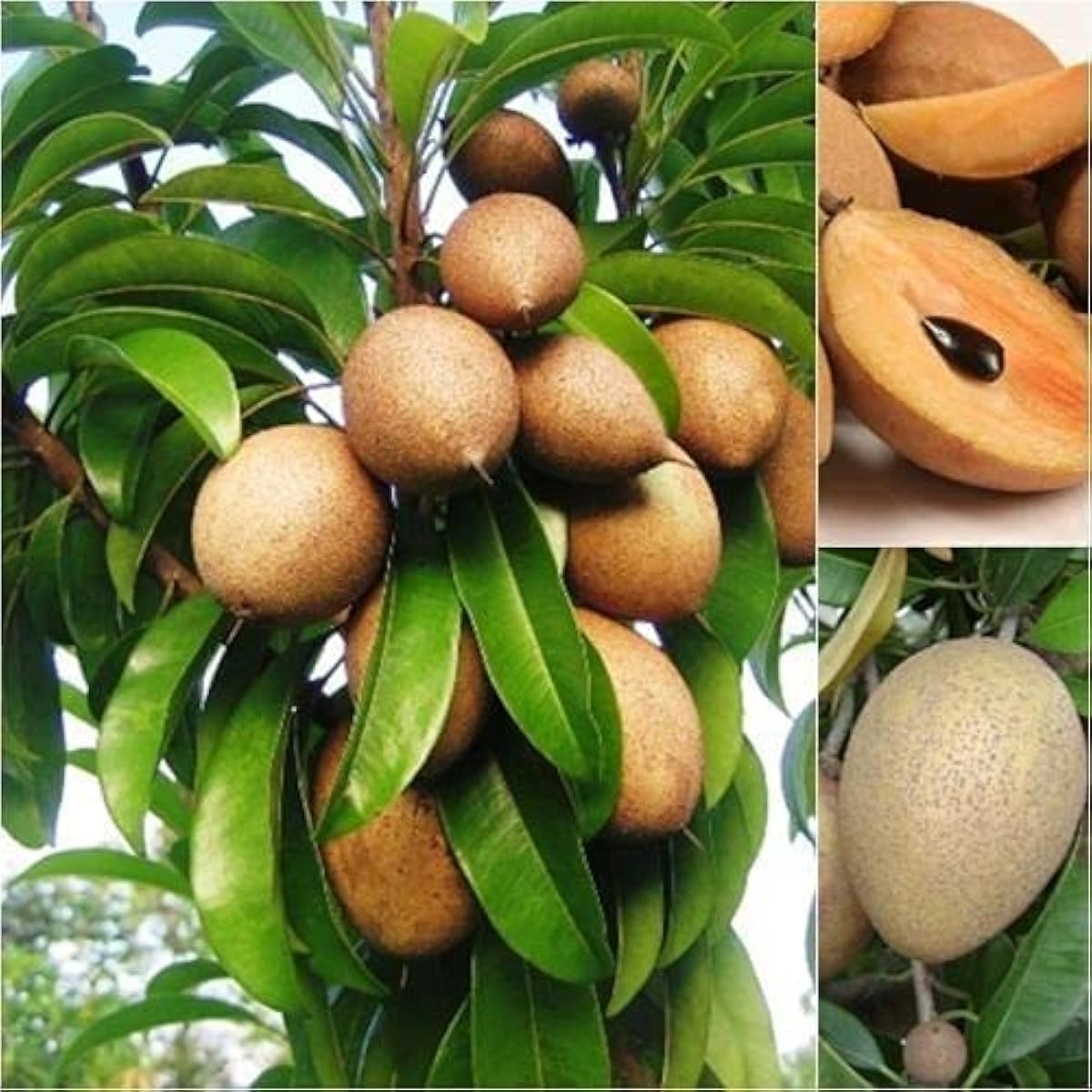 Sapota Fruit Seeds up to 50%