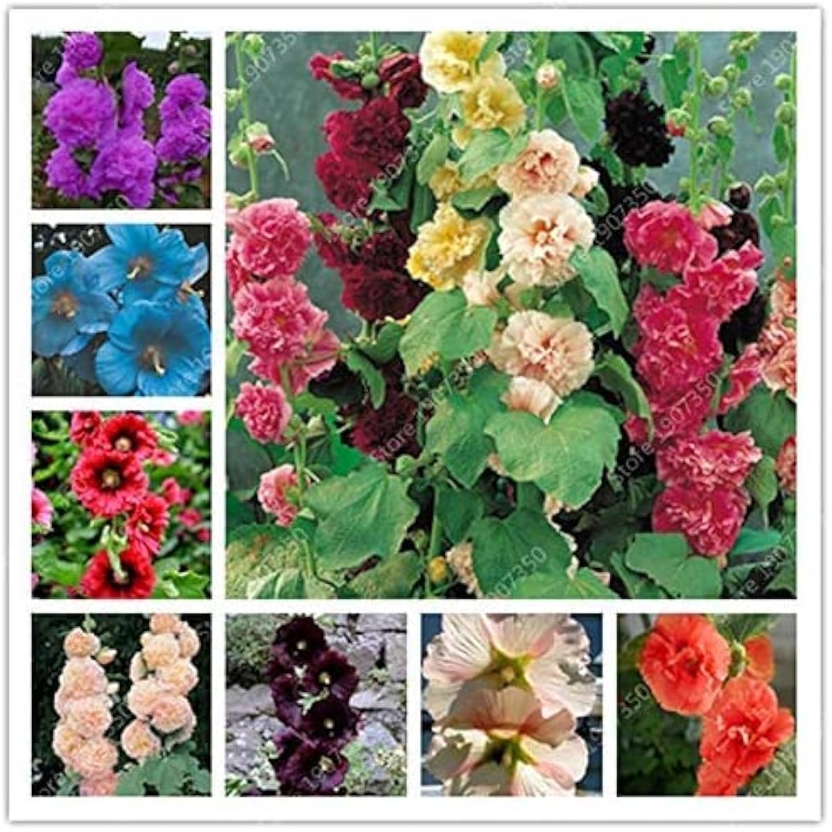 Sky Blue Hollyhock Flower Seeds up to 50%