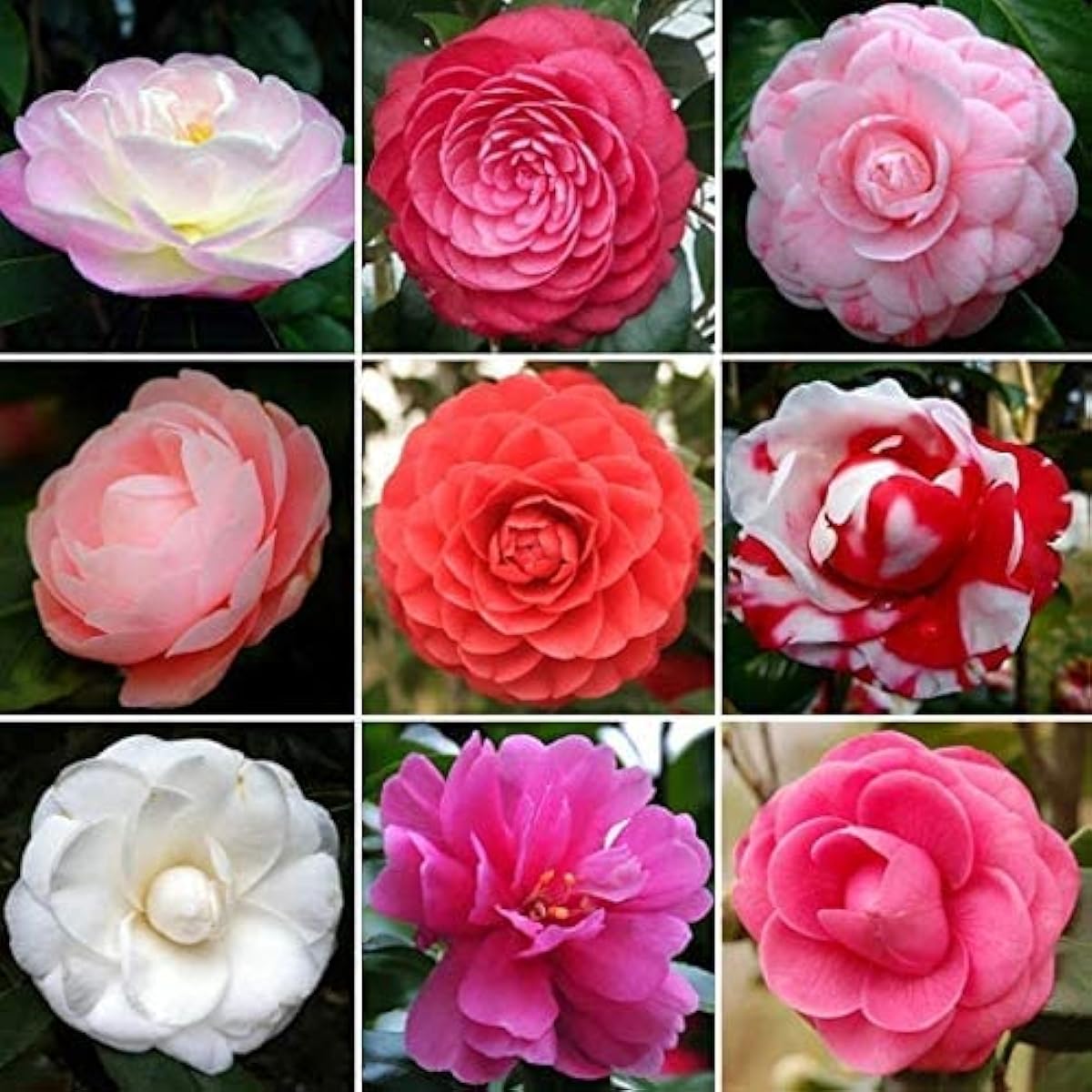 Mixed Camellia Flower Seeds up to 50%