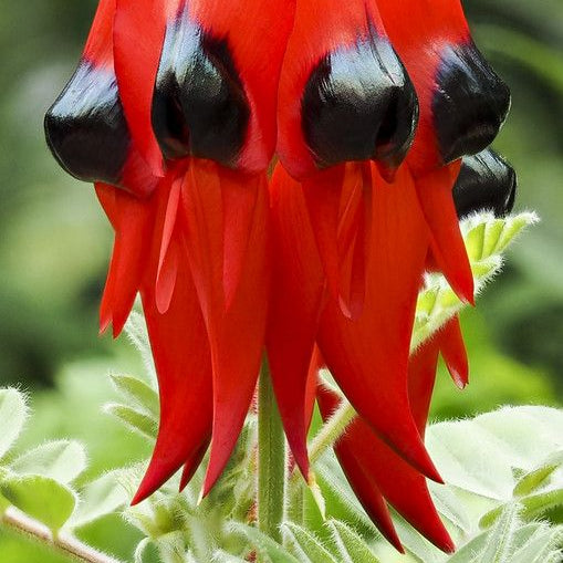 Sturt's Desert Pea Seeds up to 50%