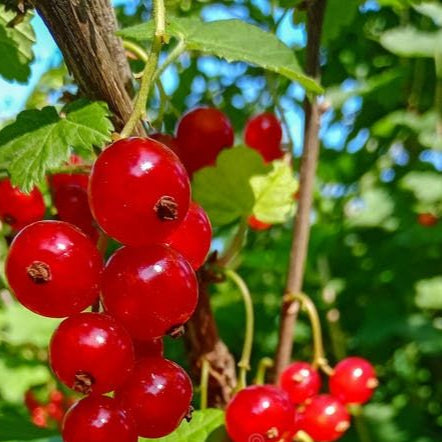 Sarsaparilla Plant Seeds Up to 50% Off