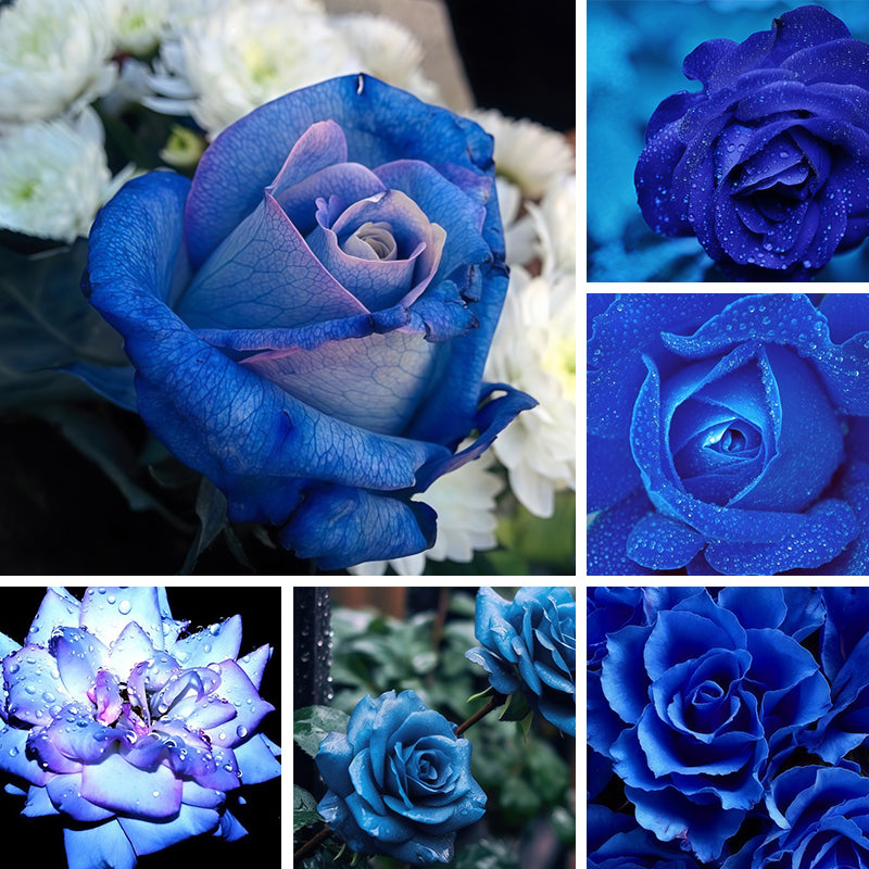 Blue Rose Seeds Up to 50%